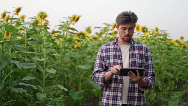 Hombre Agricultor Agrónomo Con Tableta Digital Pie Campo Girasol Utilizando — Vídeos de Stock