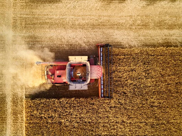 夕日の小麦畑で働く赤い収穫機の空中ドローン写真 農地で収穫機の運転手の切断作物を組み合わせるのトップビュー 有機農業 農業のテーマ 収穫期 — ストック写真