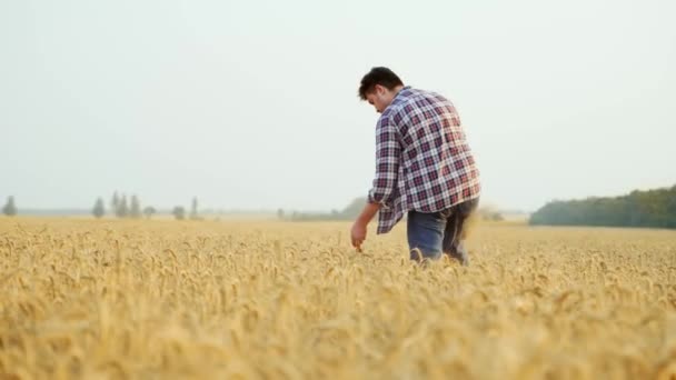Agronomista Badający Uprawy Zbóż Uprawianych Polu Pszenicy Farmer Kontroluje Dotyka — Wideo stockowe