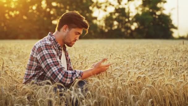 Agronomista Examinando Cultura Cereais Antes Colher Sentado Campo Dourado Fazendeiro — Vídeo de Stock