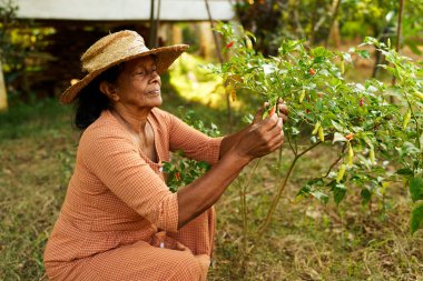 Bahçede hasır şapkalı yaşlı Hintli kadın çiftçi ve kırmızı biber topluyor. Yaşlı Sri Lankalı gülümseyen kadın çiftliğinde oturmuş meyve bahçesinde olgun sebze hasadı tutuyor ve mutlu bir şekilde gülümsüyor..