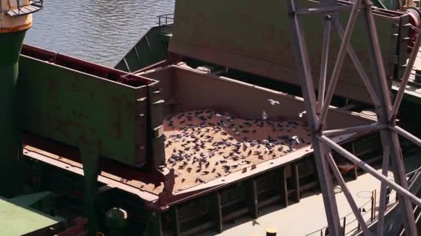 多くの鳩は海港の穀物エレベーターの大きな船の貨物コンテナに座っています 鳩は小麦の種を食べる 穀物出荷の問題 農産物の輸送 — ストック動画