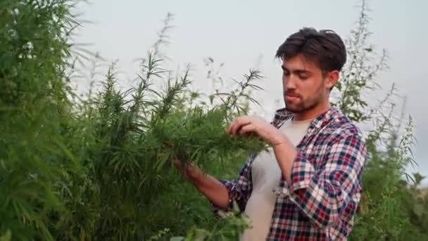 Agronomiste Scientifique Touchant Examinant Plante Chanvre Cultivée Avec Les Mains — Video