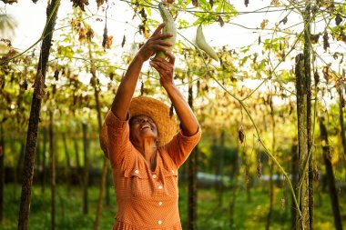 Kıdemli Hintli kadın çiftçi salatalık hasadını tutarken mutlu bir şekilde gülümsüyor. Çiftliğindeki yaşlı Sri Lankalı neşeli kadın yukarıdan sarkan olgun sebzeleri gösteriyor. Çiftçilik ve bahçecilik kavramı.