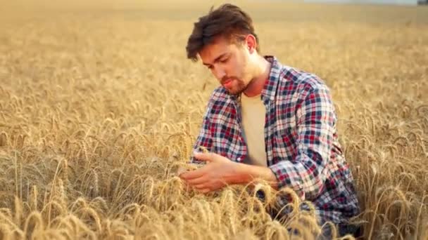 Agronomista Badający Uprawy Zbóż Przed Zbiorami Siedząc Złotym Polu Uśmiechnięty — Wideo stockowe