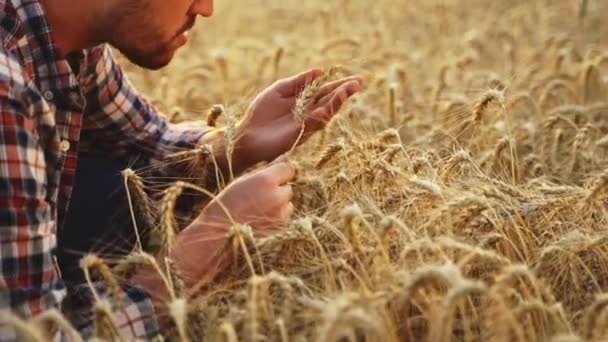 ゴールデンフィールドに座って収穫する前に シリアル作物を調べる農学者 日没に手に熟した小麦の耳の束を保持笑みを浮かべて農家 有機農業の概念 無精ひげの牧場主 — ストック動画