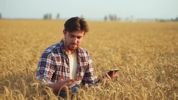 农艺学家检查手中的成熟小麦穗 并与数字平板电脑一起工作 收割前农民对谷物杂交种进行审查 有机精准耕作概念 — 图库视频影像