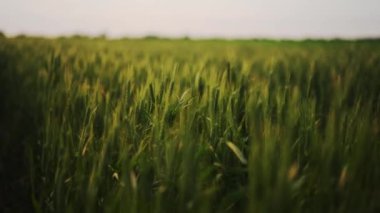 Yeşil buğday tarlası, hafif rüzgardan sarkan buğday kulakları. Olgunlaşmamış tahıl tarlası. Zengin hasat olgunlaşma ve tarım temalı konsept. Dünya Açlık Krizi.