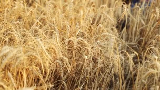 大麦の畑に座って栽培されたシリアル作物を調べる農学者 手に熟した小麦の耳の束を保持笑みを浮かべて農家 ライ麦畑の牧場主 有機農業の収穫 — ストック動画