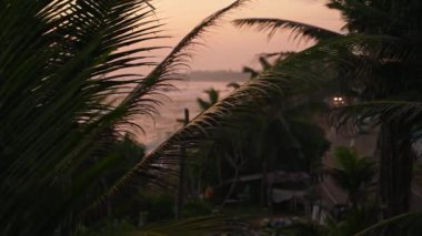 Tropikal palmiye ağaçlarının siluetleriyle güzel bir tropikal gün batımı. Pembe renkli günbatımına karşı yoğun palmiye yaprakları. Yaprakları kapat. Gün batımlı, yumuşak, aydınlık gökyüzüne karşı..