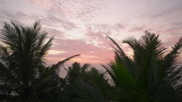 Krásný Tropický Oranžový Západ Slunce Tropickými Siluetami Palem Husté Palmové — Stock video