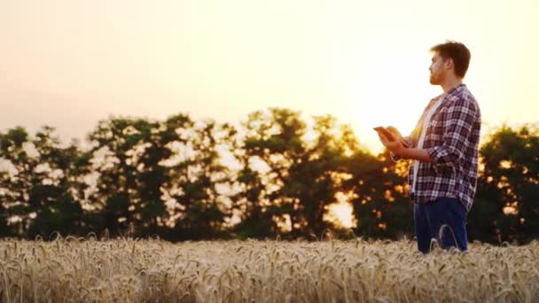 农民在日落时站在成熟的麦田边使用石碑 精准的智能耕作农业创新技术 农艺学家 接触计算机 分析农田上的商业 — 图库视频影像