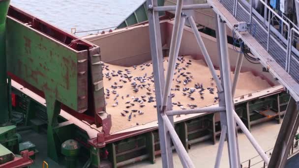 多くの鳩は海港の穀物エレベーターの大きな船の貨物コンテナに座っています 鳩は小麦の種を食べる 穀物出荷の問題 農産物の輸送 — ストック動画