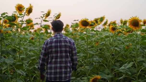 Агрономіст Ходить Обробляти Соняшники Полі Фермер Оглядає Торкається Стиглих Культурних — стокове відео