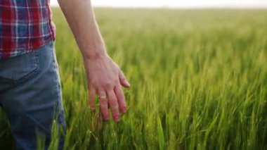 Çiftçi el yeşil tahıl tarlasında olgunlaşan buğday kulaklarına dokunuyor. Agronomist adam yeşil çavdar tarlasında yürüyor. Tarım, hasat, organik tarım ve dünya açlık krizi kavramı.