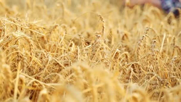 农艺学家检查大麦田里种植的谷类作物 微笑的农民手里拿着一束成熟的小麦穗 庄园主在黑麦田里有机耕作收获 — 图库视频影像