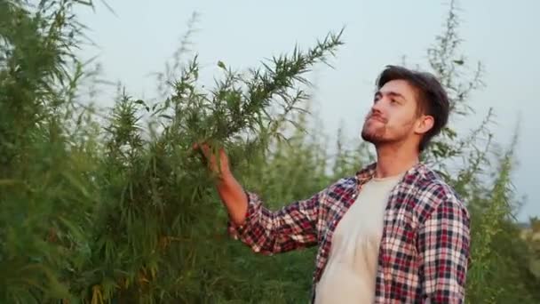 Agrarwissenschaftler Anfassen Hanfpflanze Mit Den Händen Auf Plantage Untersuchen Landwirt — Stockvideo