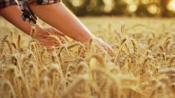 เกษตรกรส ตรวจสอบพวงของห าวสาล อเกษตรกรรมตรวจสอบการเพาะปล ยลก อนการเก บเก ยวในนาข าวบาร เลย — วีดีโอสต็อก