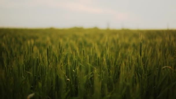 緑の小麦畑 小麦の穏やかな風から揺れるの耳 未成熟の穀物畑 豊かな収穫熟成と農業をテーマにしたコンセプト 世界飢餓危機の概念 — ストック動画
