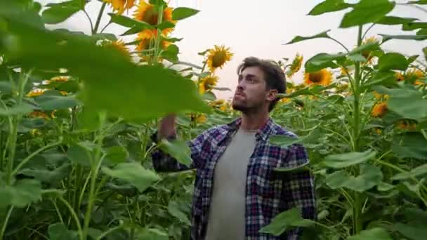 Caminhada Agrônomo Cultivado Examinando Girassóis Campo Agricultor Inspeciona Toca Floração — Vídeo de Stock