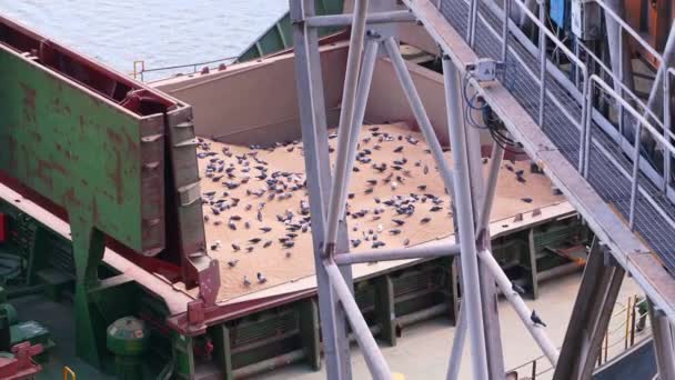 Monet Kyyhkyset Istuvat Suuren Laivan Rahtikontissa Merisataman Viljahississä Kyyhkyset Syövät — kuvapankkivideo