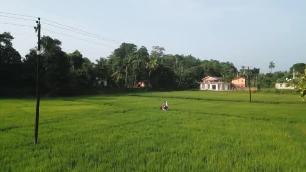 Aerial Couple Ride Motorbike Rice Field Plantation Drone Shot Man — Stock Video