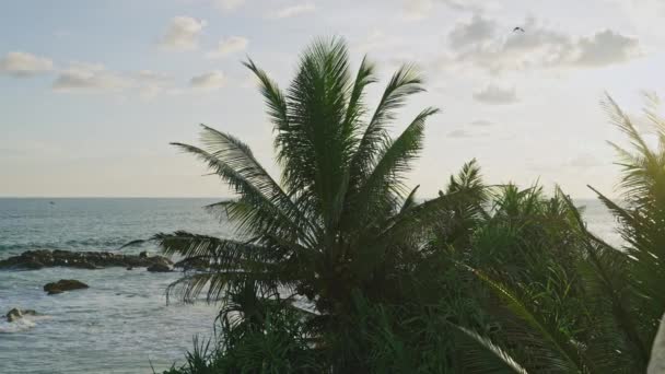 Pohled Pobřeží Lesklý Hluboký Oceán Palmy Tropického Ostrova Horké Jižní — Stock video