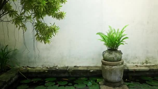 Étang Décoratif Dans Une Villa Tropicale Avec Nénuphars Verts Pot — Video