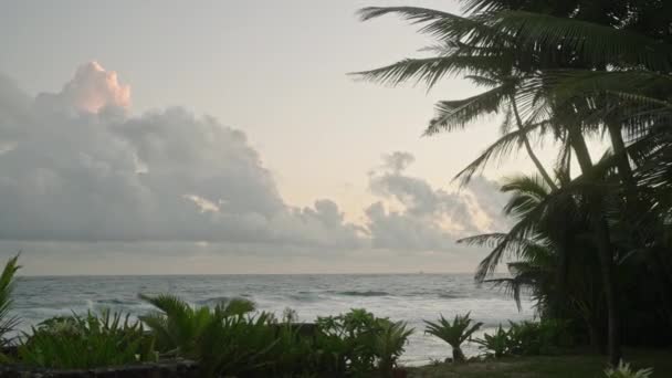 Кокосовые Вечнозеленые Растения Пальмы Кусты Цветы Берегу Океана Тропического Острова — стоковое видео