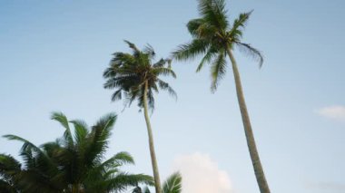 Cennet adasında öğleden sonra üzerinde hindistan cevizi palmiyeleri olan bir ön plan. Bulutlu mavi gökyüzünün ve tropik sıcak güneşin arkaplanı. Egzotik bitkilerin tatilinde aşağıdan çekim yapmak.