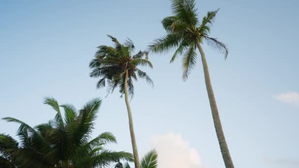 Popředí Vysokými Kokosovými Palmami Ostrově Paradise Odpoledních Hodinách Pozadí Modré — Stock video