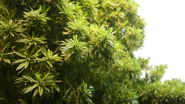 기후에서 자라는 노란색 줄무늬의 잎이있는 Dracaena Evergreen 리조트의 빌라에서 비정상적인 — 비디오
