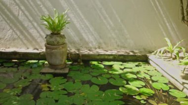 Yeşil su zambakları ve taş saksı ile tropikal villada dekoratif gölet. Köy evinin bahçesindeki çeşmede bitkiler ve çalılar var. Dışarıdaki küçük yapay göletin yakın çekim görüntüsü..