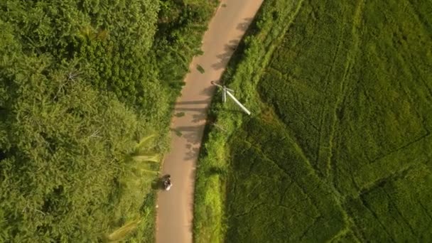 Εναέρια Του Ζευγαριού Βόλτα Μοτοσικλέτα Φυτεία Ορυζώνα Πυροβολισμός Drone Από — Αρχείο Βίντεο