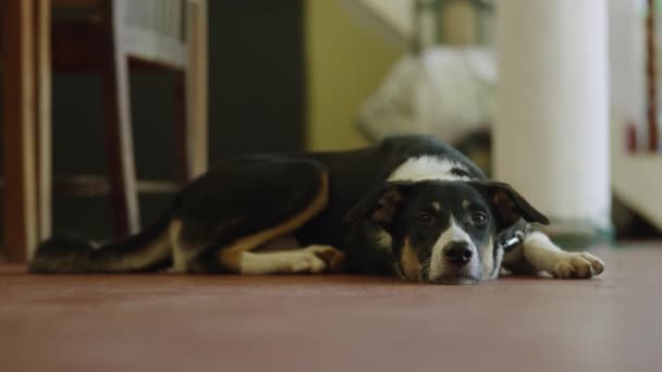 好奇的宠物狗戴着链子在家里放松一下 蒙哥马利讨厌的小狗在主人的后院令人毛骨悚然 小狗注意地看着相机 — 图库视频影像