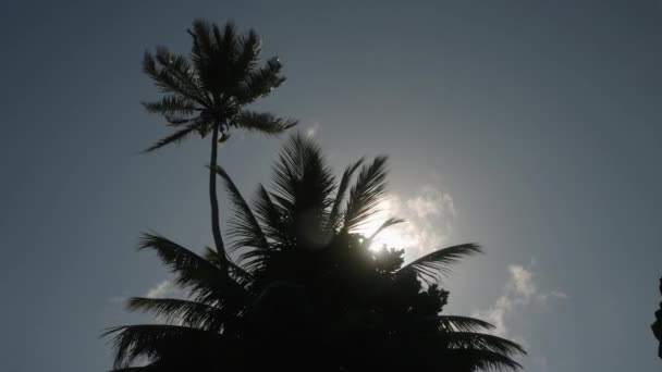 Popředí Vysokými Kokosovými Palmami Stínu Ostrově Paradise Odpoledne Pozadí Modré — Stock video