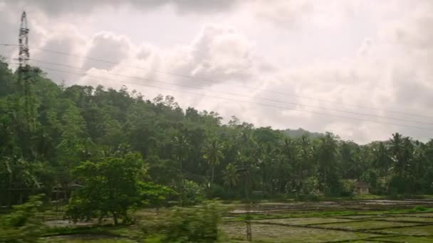 Jendela Samping Mobil Melihat Hutan Pohon Kelapa Hijau Perkebunan Sawah — Stok Video