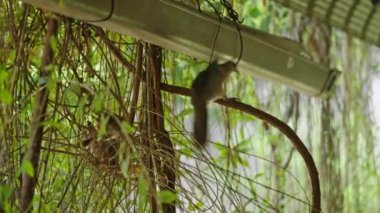 Gagasında dal olan Sri Lanka Seylan ağaç güvercini yuva yapar. Vahşi güvercin ailesi yumurtalar ve yuvaları için yuva yapıyor. Erkek kuş uçar ve yuva kurarken dişiye yardım etmek için çubuklar getirir..