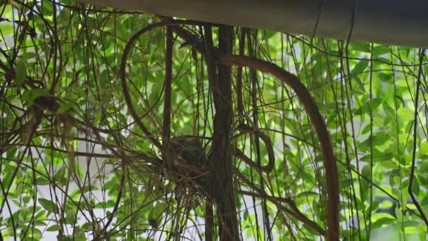 Baby Sri Lanka Ceylon Wood Pigeons Sit Nest Wild Doves — Stock Video