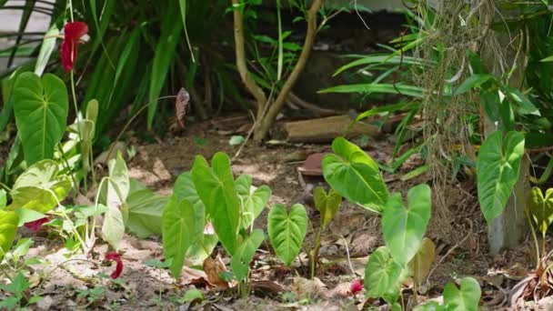 Sri Lanka Ceylon Wood Pigeon Twig Its Beak Builds Nest — Stock Video