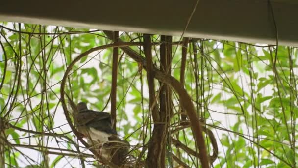 スリランカのセイロンウッドハトは そのビークにツイッグが巣を構築します 野生の鳩の家族は 卵と巣を作る巣を作っています 男性の鳥はハエを飛び 自宅の庭で巣立つ女性を助けるために棒を持って来ます — ストック動画