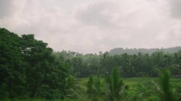 Jendela Samping Mobil Melihat Hutan Pohon Kelapa Hijau Sawah Teras — Stok Video