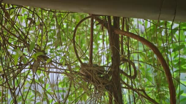 斯里兰卡儿童锡兰木鸽坐在鸟巢里 野生鸽子家族的雏鸟是用蛋孵出的 鸟巢在舒适的家花园 — 图库视频影像
