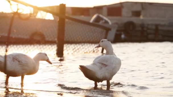 Patos Blancos Que Buscan Comida Bucean Bajo Agua Para Pescar — Vídeos de Stock