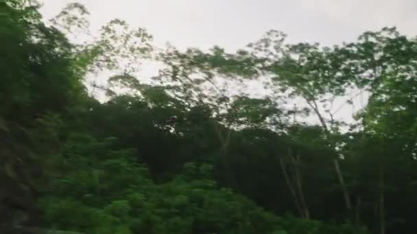 Araba Tarafındaki Yeşil Orman Manzarası Dalları Güneş Gibi Parlayan Kayalık — Stok video