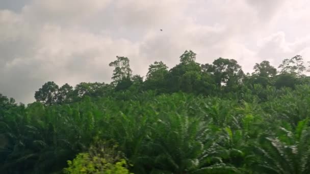 Widok Okna Samochodu Zieloną Dżunglę Leśną Wzgórza Zachmurzonym Niebem Podróż — Wideo stockowe