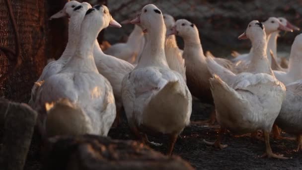 Evcil Beyaz Ördek Sürüsü Yaz Akşamları Gün Batımında Çit Boyunca — Stok video