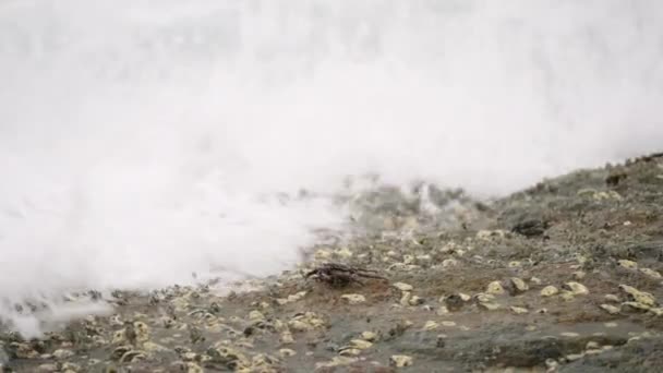 カニは 海洋生物を示す海岸岩の間の潮流プールをナビゲートします 教育映像は 生態系 沿岸生息地 海洋生物学研究のための動物の行動を強調しています — ストック動画