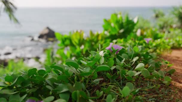 エキゾチックな熱帯ビーチの風景 静かな自然の景色 穏やかな海岸に沿って活気のある紫色の花が咲く豊かな沿岸のフローラ 平和な海岸 沿岸植物 海の景色 自然環境 — ストック動画