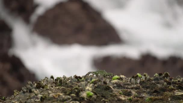 Habitat Costeiro Cênico Mostra Vida Crustáceos Busca Comida Entre Rochas — Vídeo de Stock
